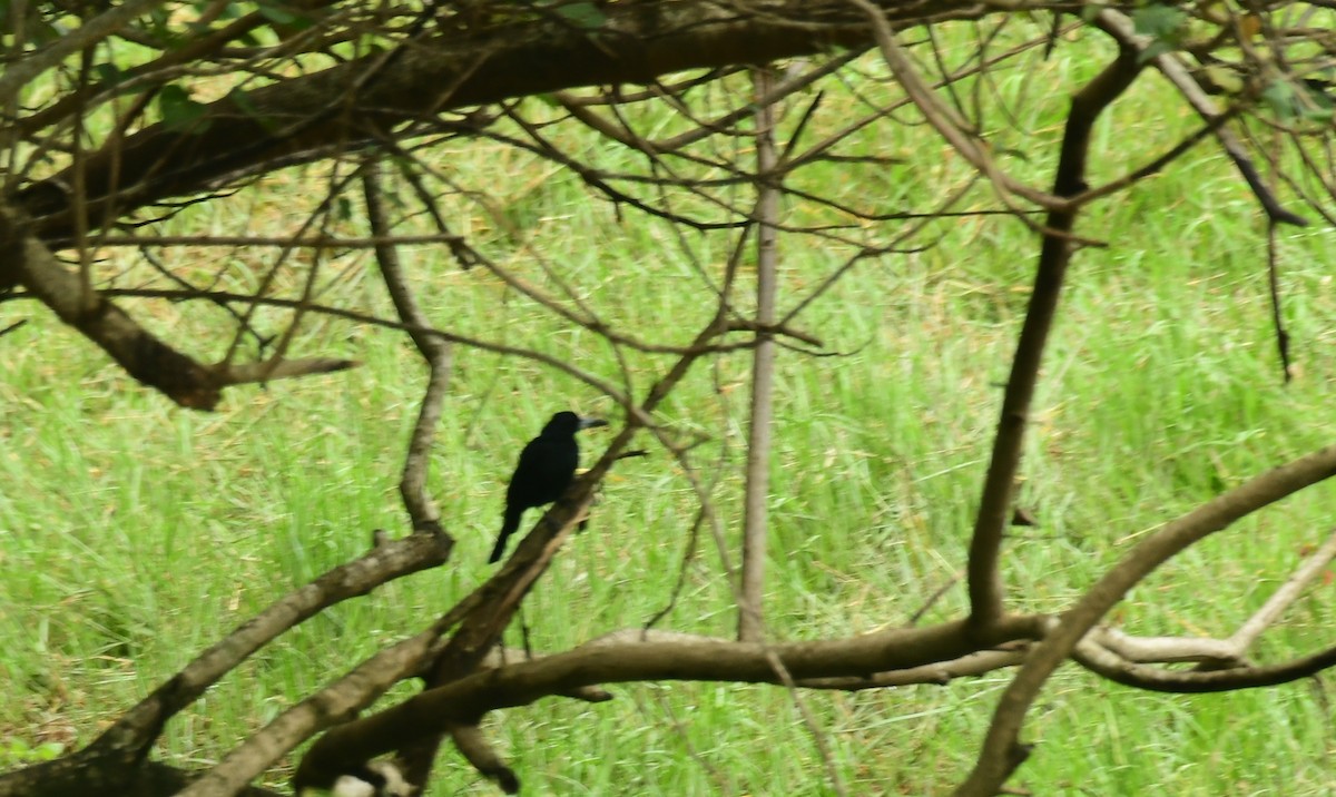 Чёрная флейтовая птица - ML617409733