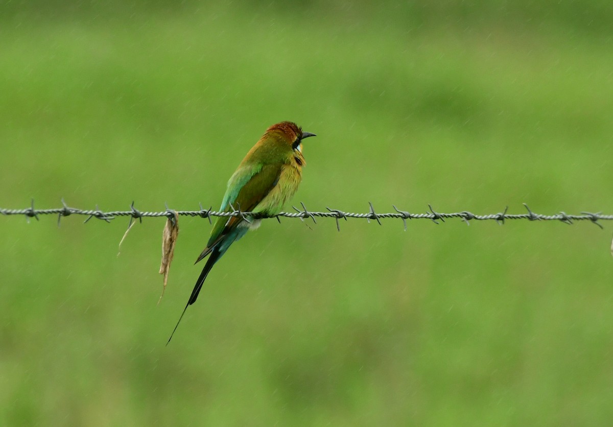 Rainbow Bee-eater - Sabine Decamp