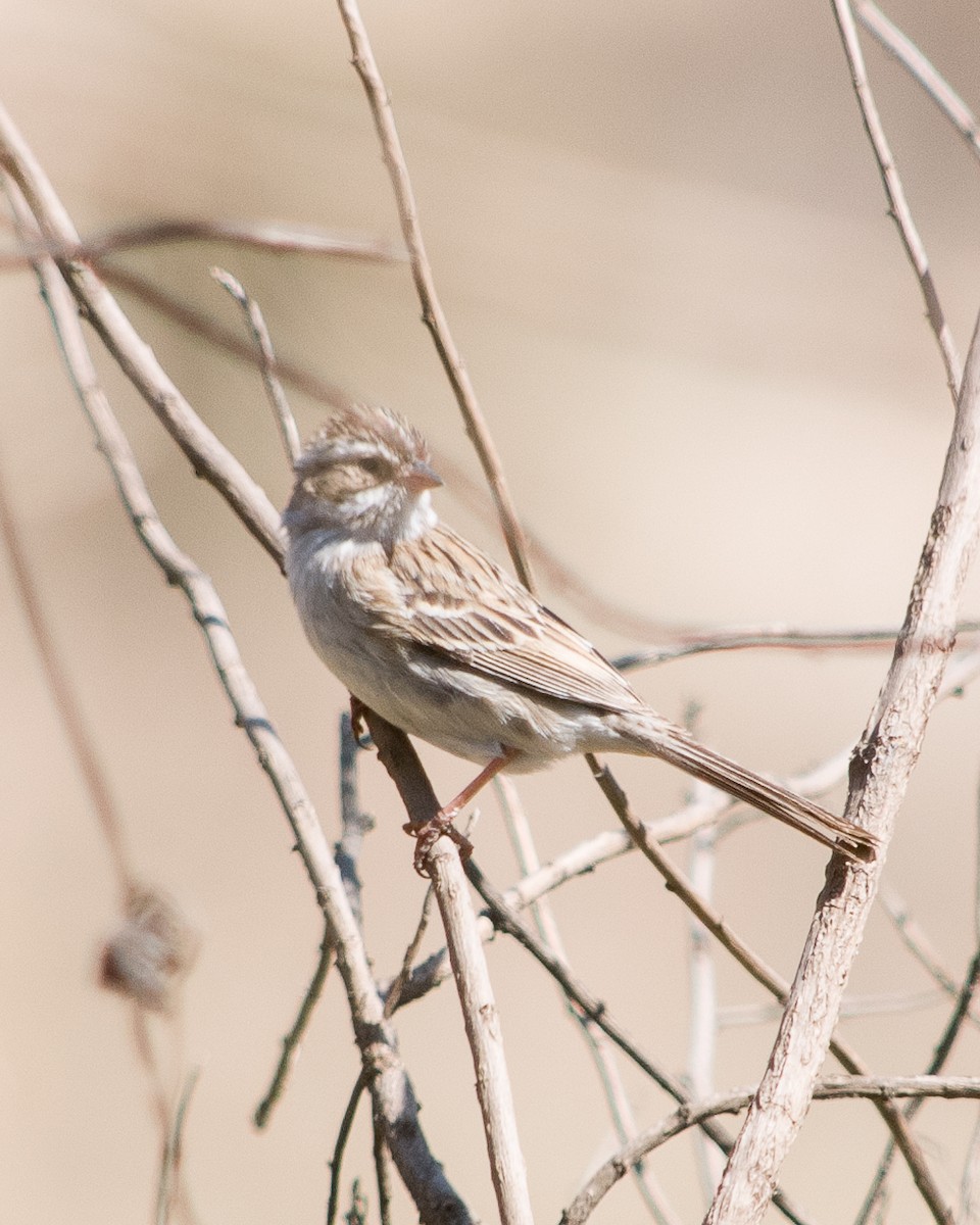 Clay-colored Sparrow - ML617409768