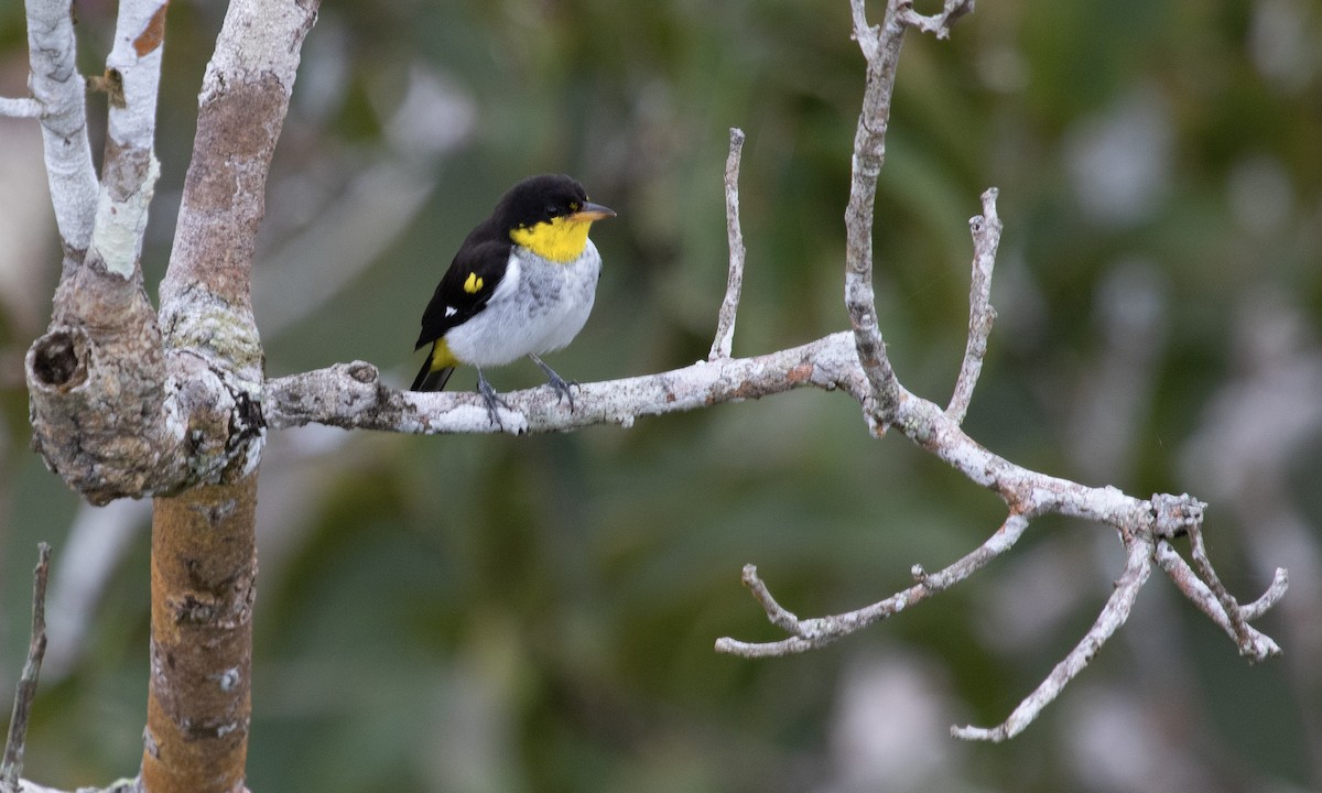 Yellow-backed Tanager - ML617409790