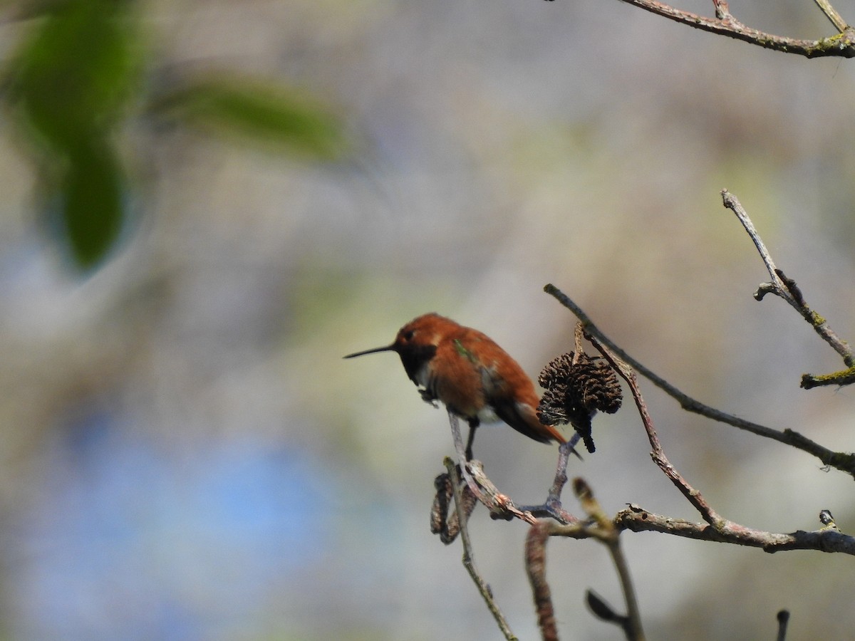 Rufous Hummingbird - Germ Germain