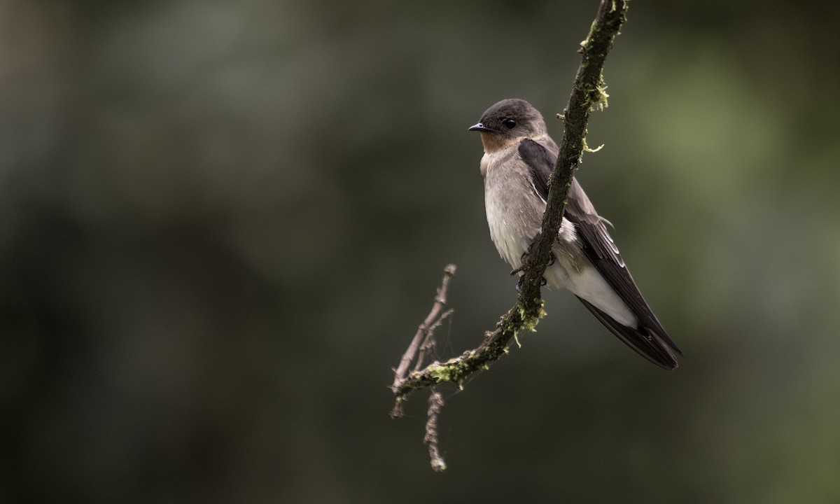 Southern Rough-winged Swallow - ML617409891