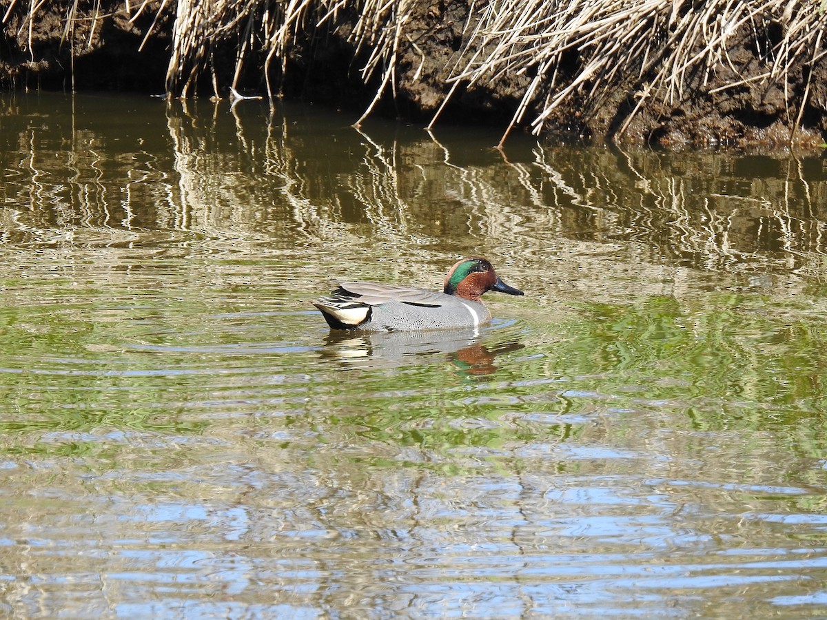 Green-winged Teal - ML617409902