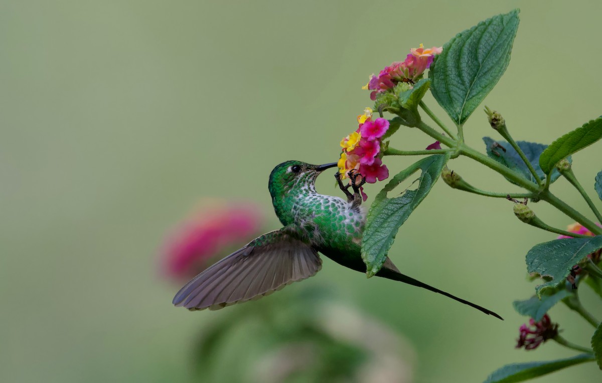 Yeşil Kuyruklu Kolibri - ML617409905