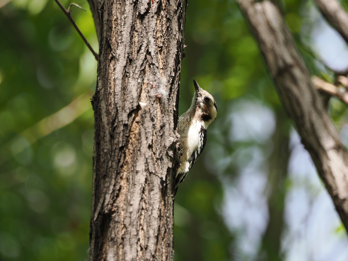 Gray-capped Pygmy Woodpecker - ML617409908