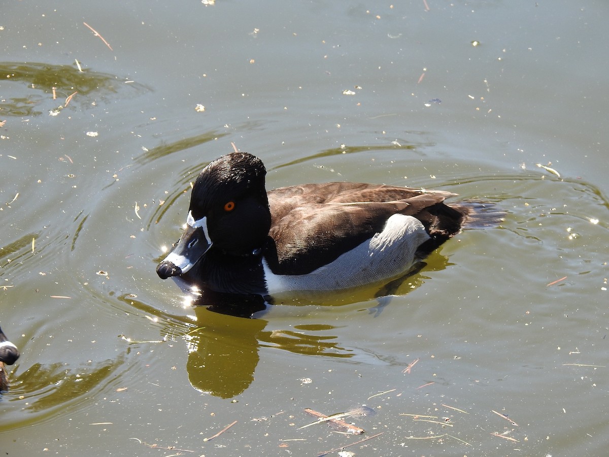 Ring-necked Duck - ML617409926