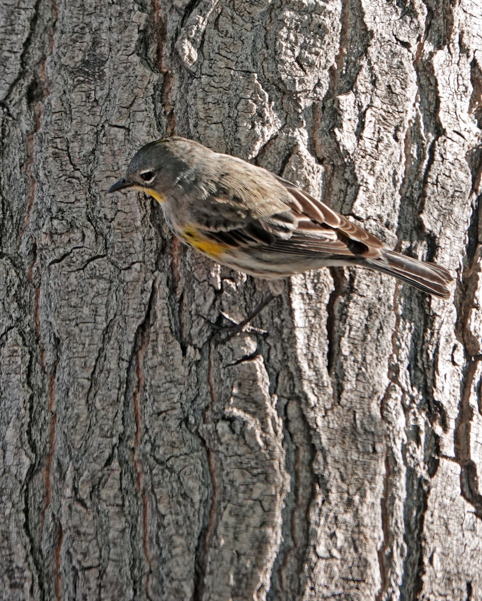 Yellow-rumped Warbler (Audubon's) - Diane Drobka