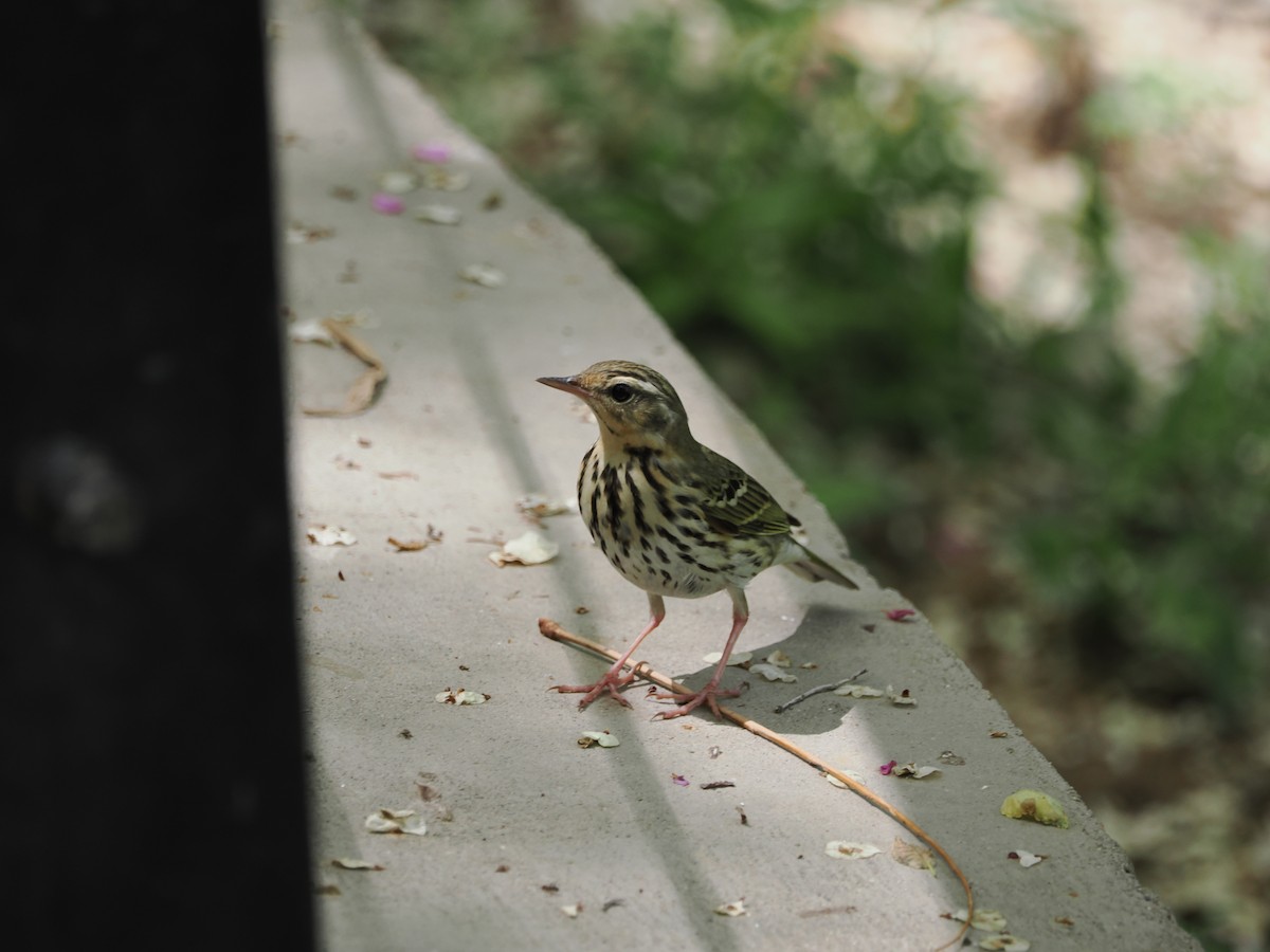 Olive-backed Pipit - ML617409952