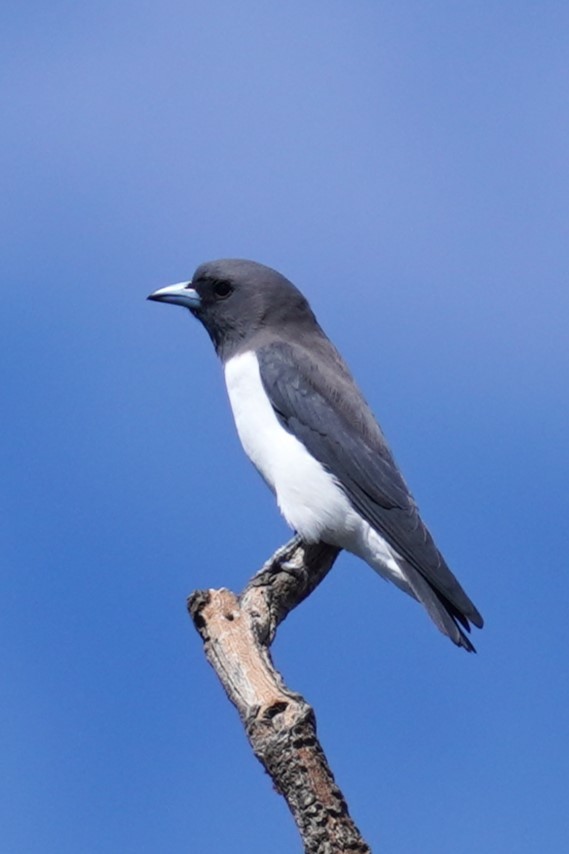 White-breasted Woodswallow - ML617409977
