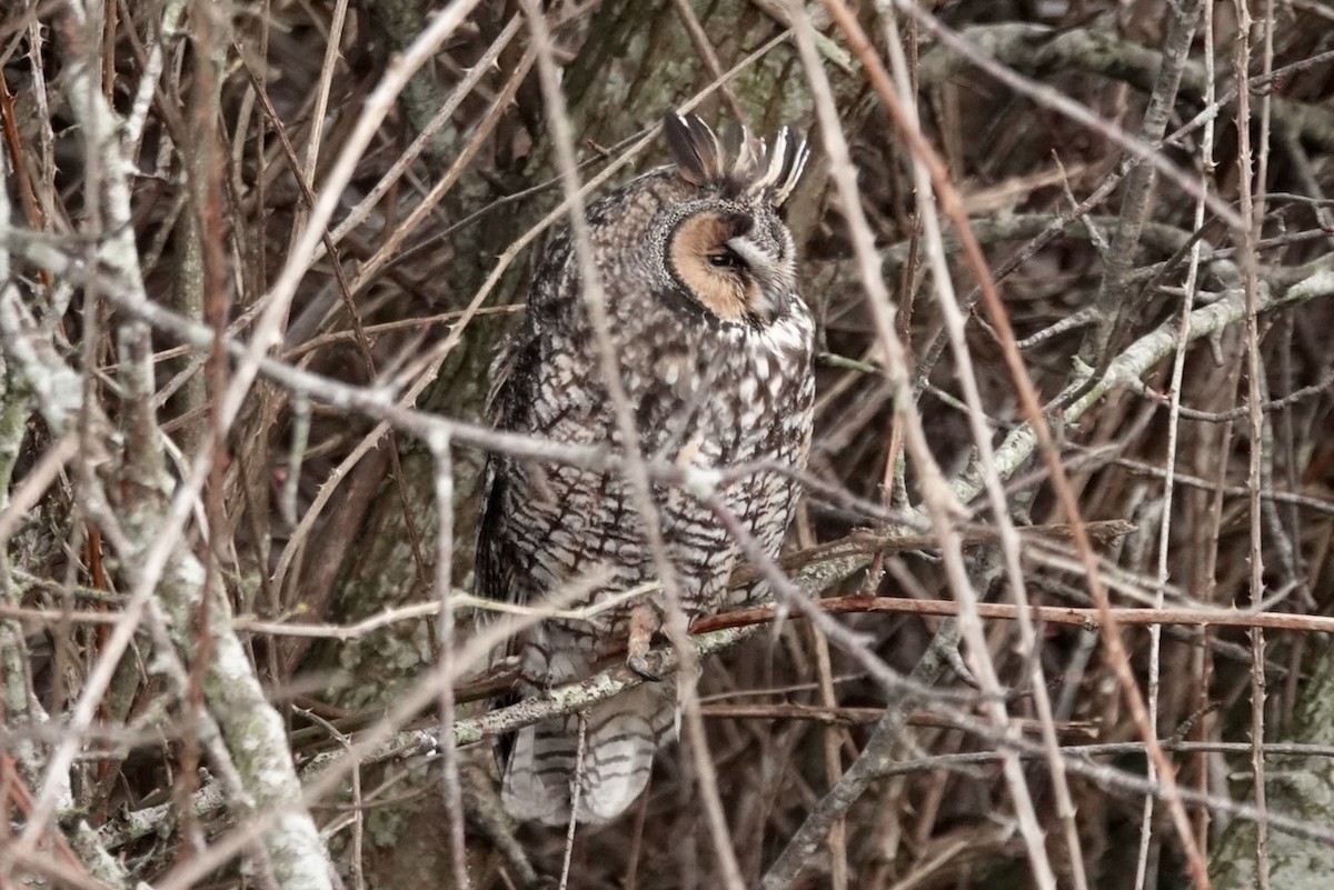 Long-eared Owl - ML617410029