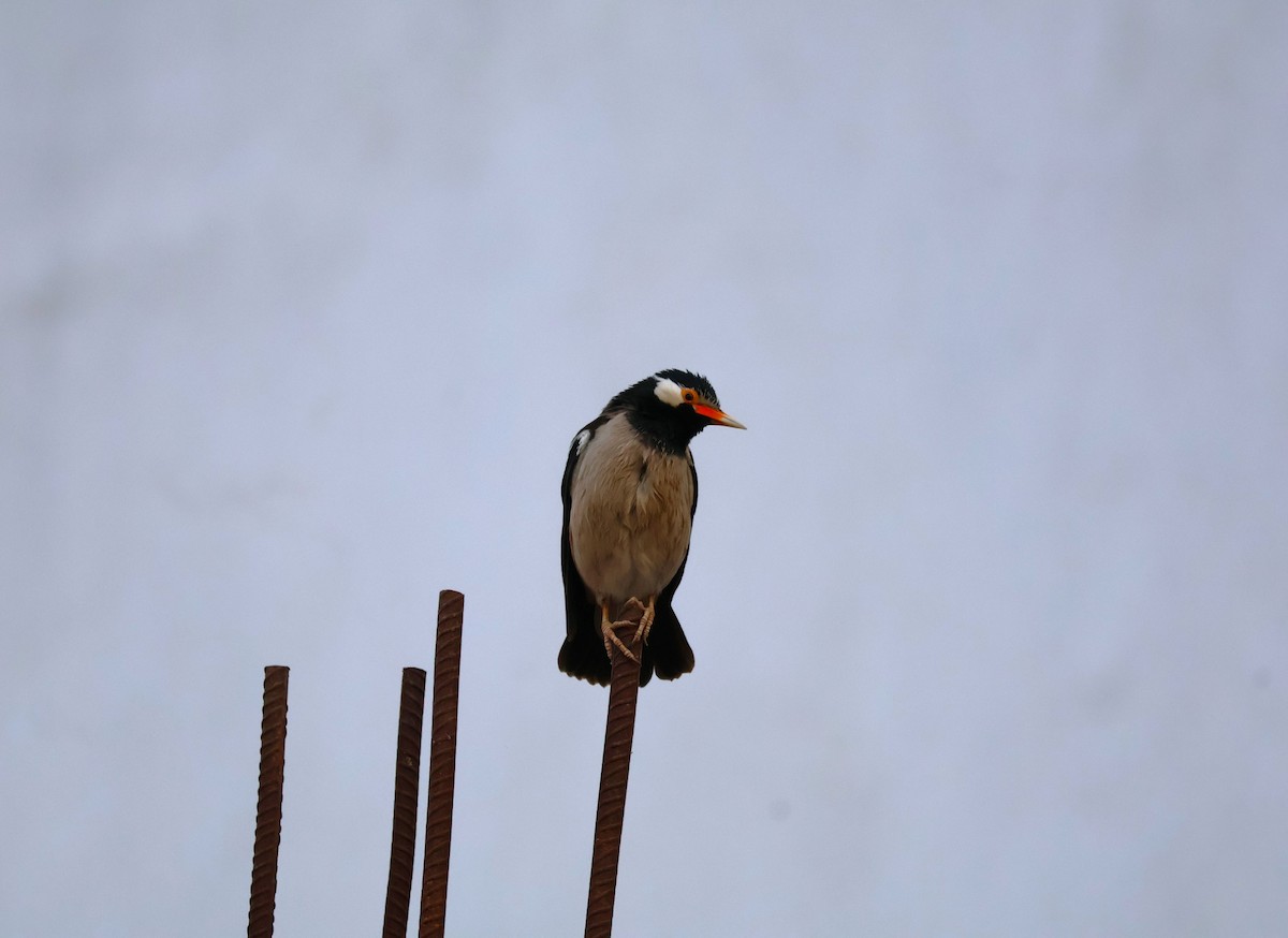 Indian Pied Starling - ML617410045