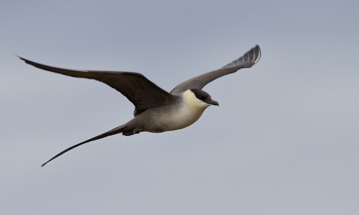 Long-tailed Jaeger - ML617410060