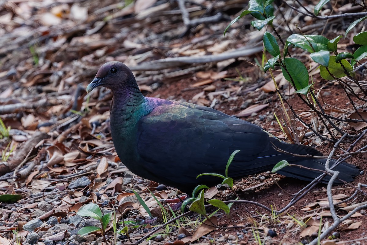 Black Wood-Pigeon - ML617410103