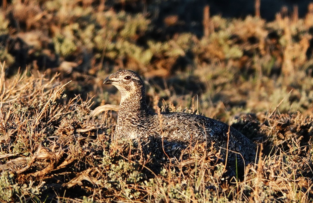 Greater Sage-Grouse - ML617410127