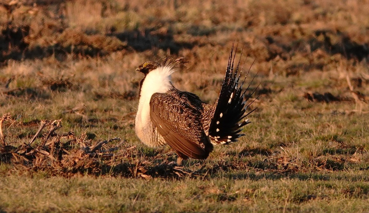 Greater Sage-Grouse - ML617410129