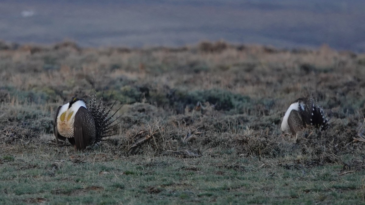 Greater Sage-Grouse - ML617410130