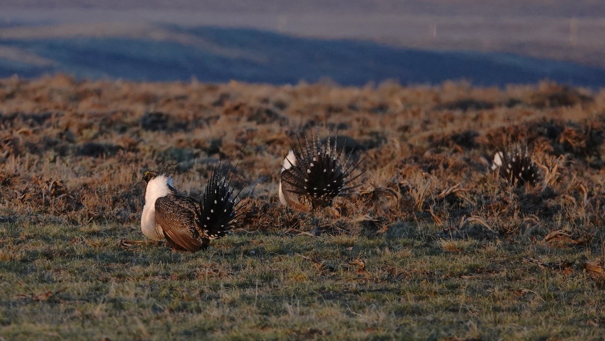 Greater Sage-Grouse - ML617410131