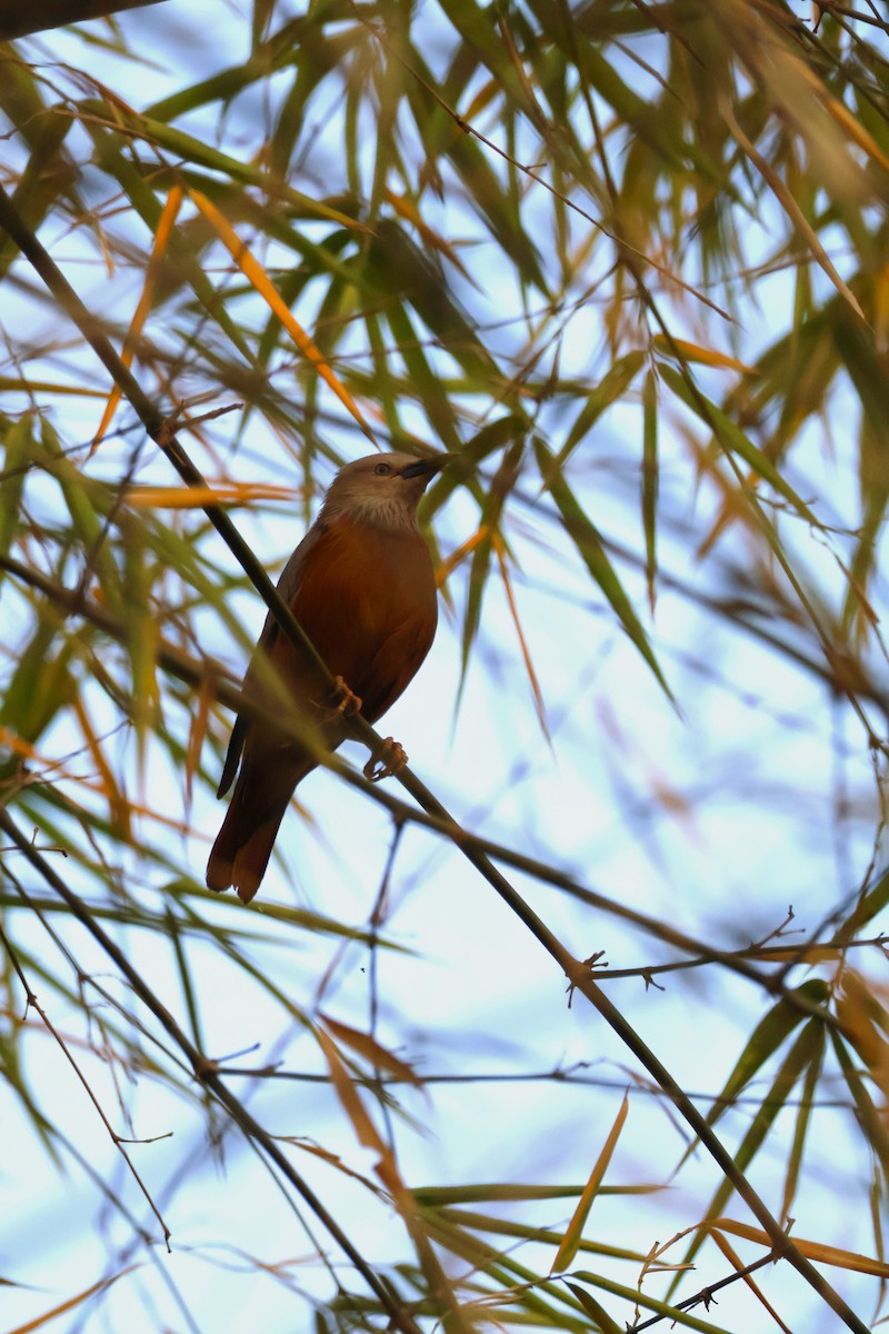 Chestnut-tailed Starling - ML617410161