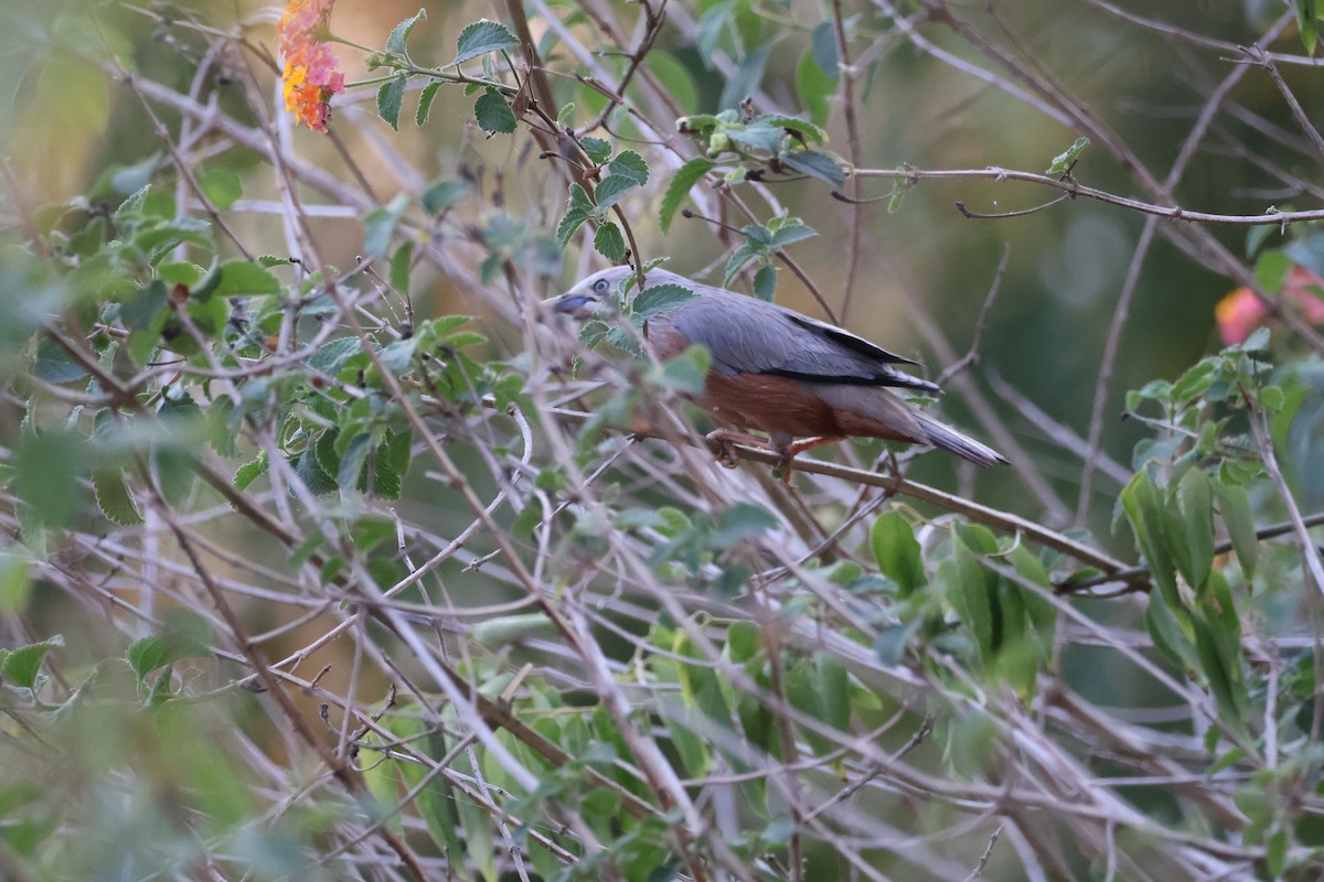 Chestnut-tailed Starling - ML617410163