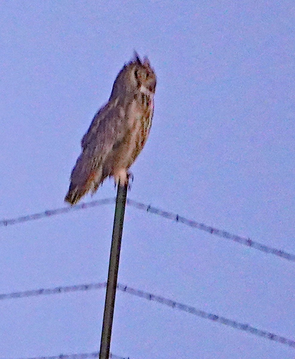 Great Horned Owl - ML617410169