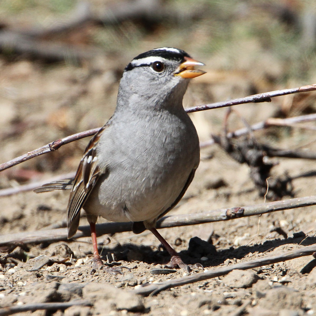 White-crowned Sparrow - ML617410193