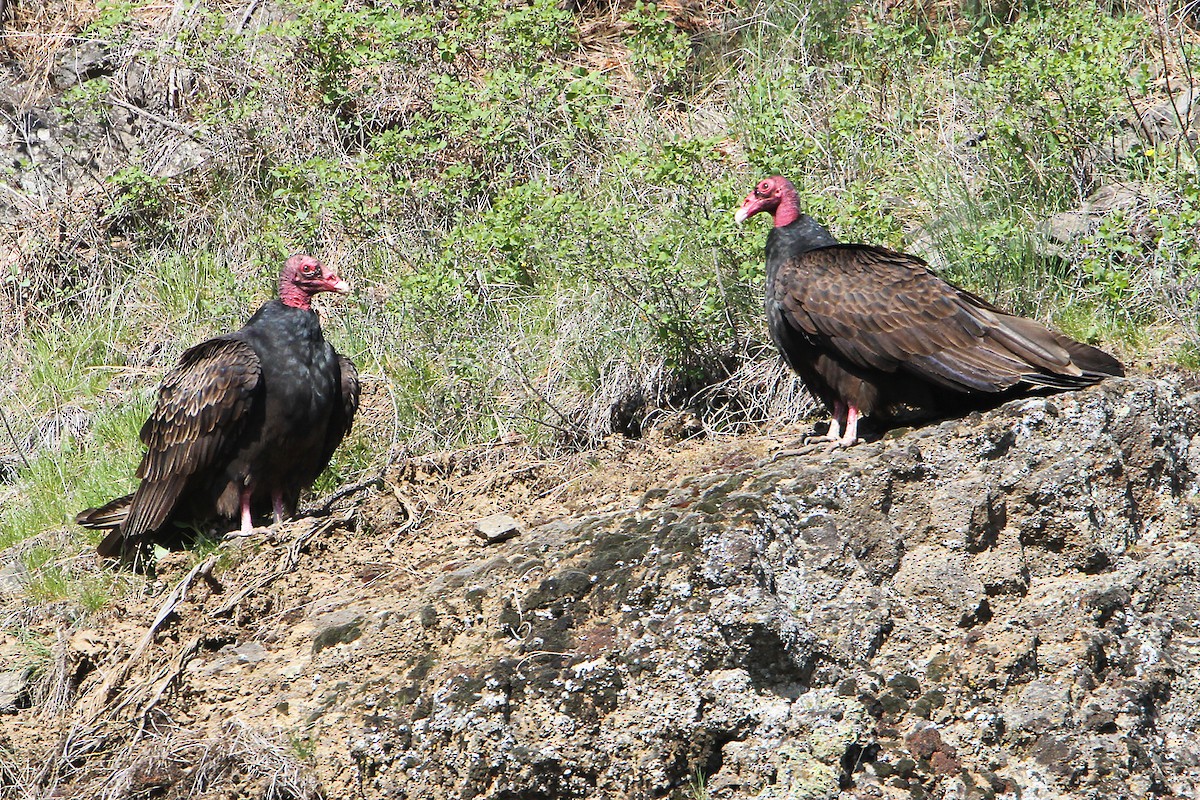Turkey Vulture - ML617410208