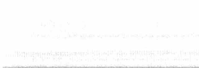 Schleppennachtschwalbe - ML617410212