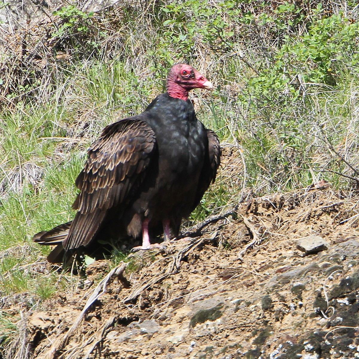 Turkey Vulture - ML617410215