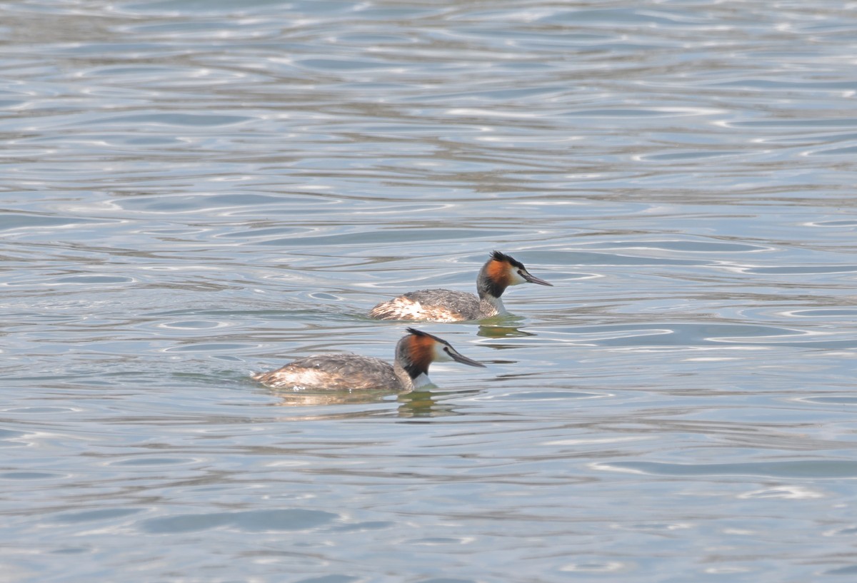 Great Crested Grebe - ML617410221