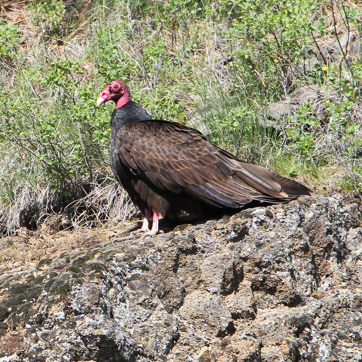 Turkey Vulture - Marlene Cashen