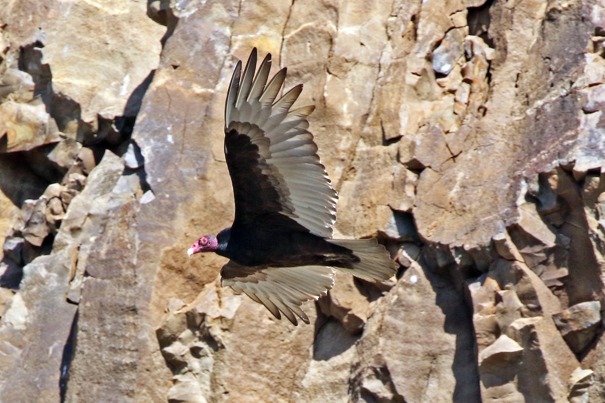 Turkey Vulture - ML617410233