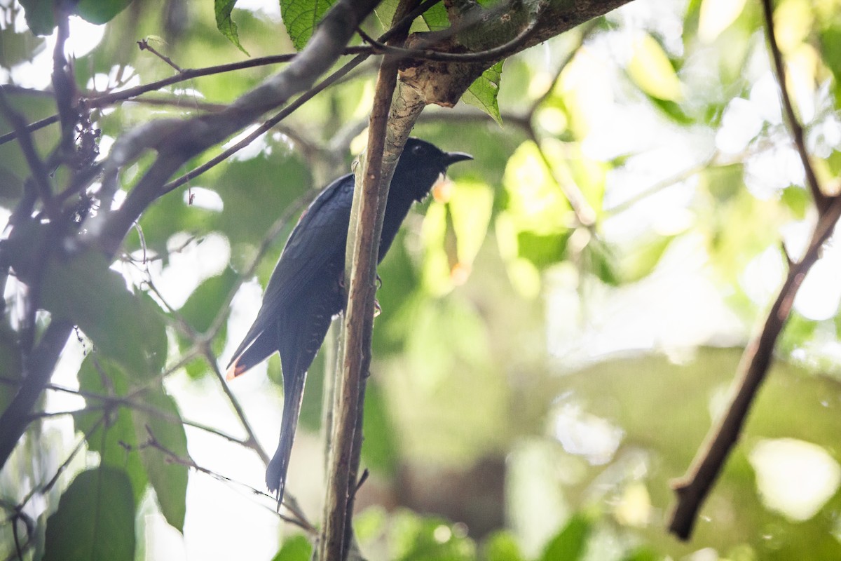 Square-tailed Drongo-Cuckoo - Pongisara Rollap