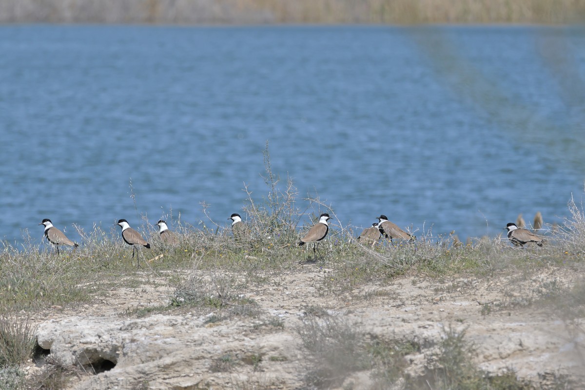 Spur-winged Lapwing - ML617410281