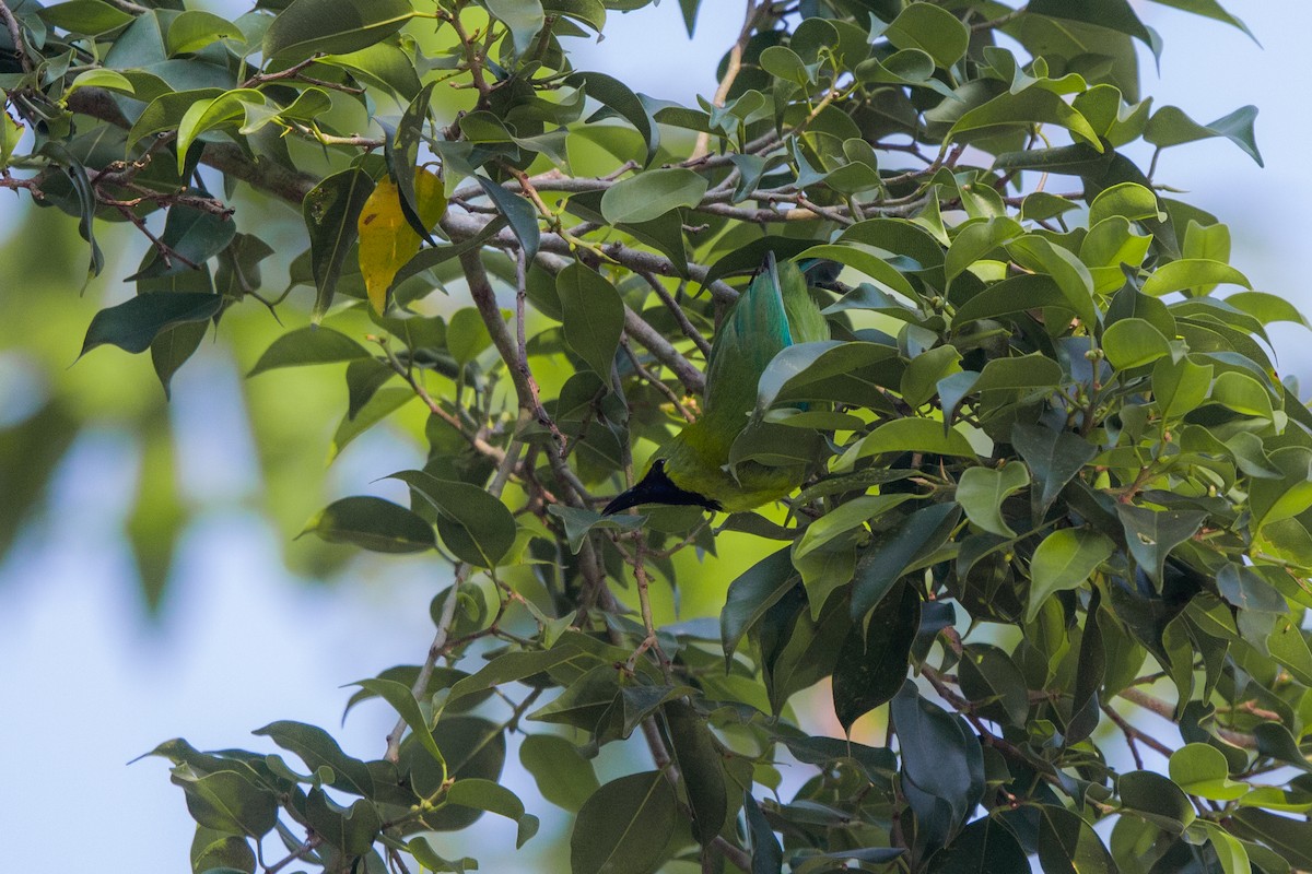 Blue-winged Leafbird - Pongisara Rollap