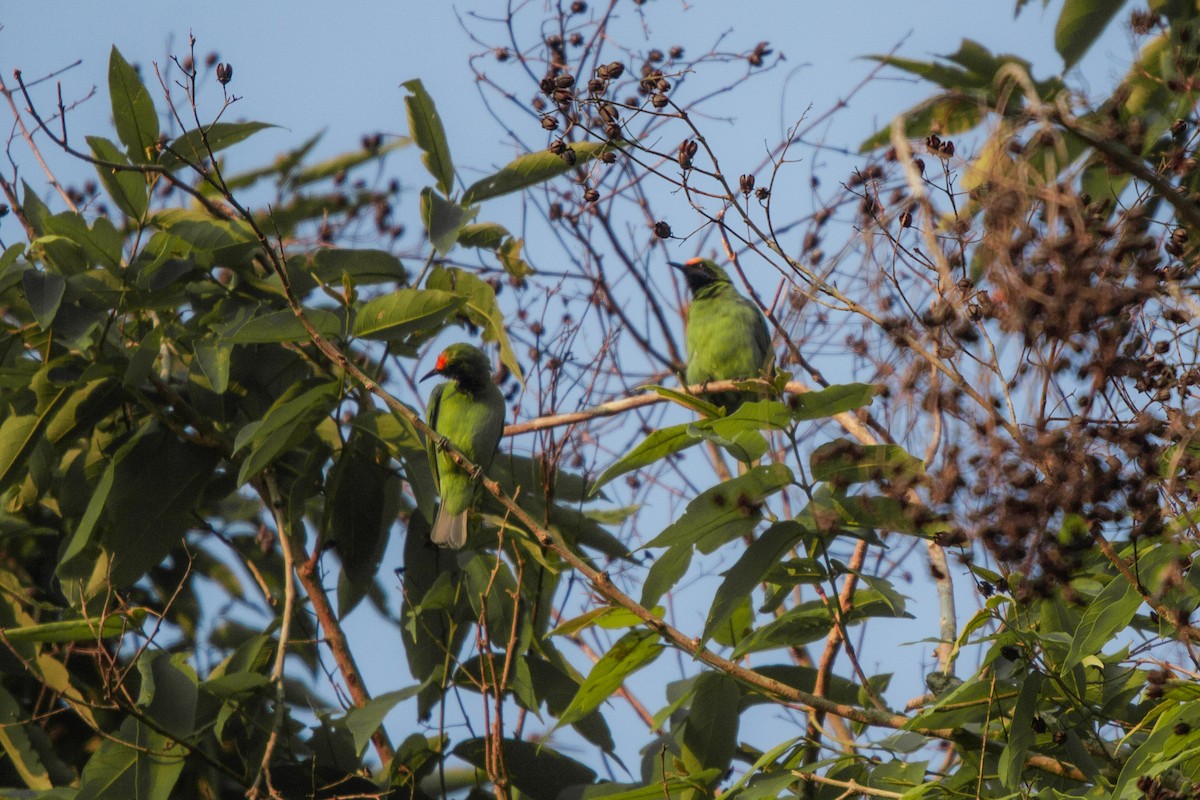 Golden-fronted Leafbird - Pongisara Rollap