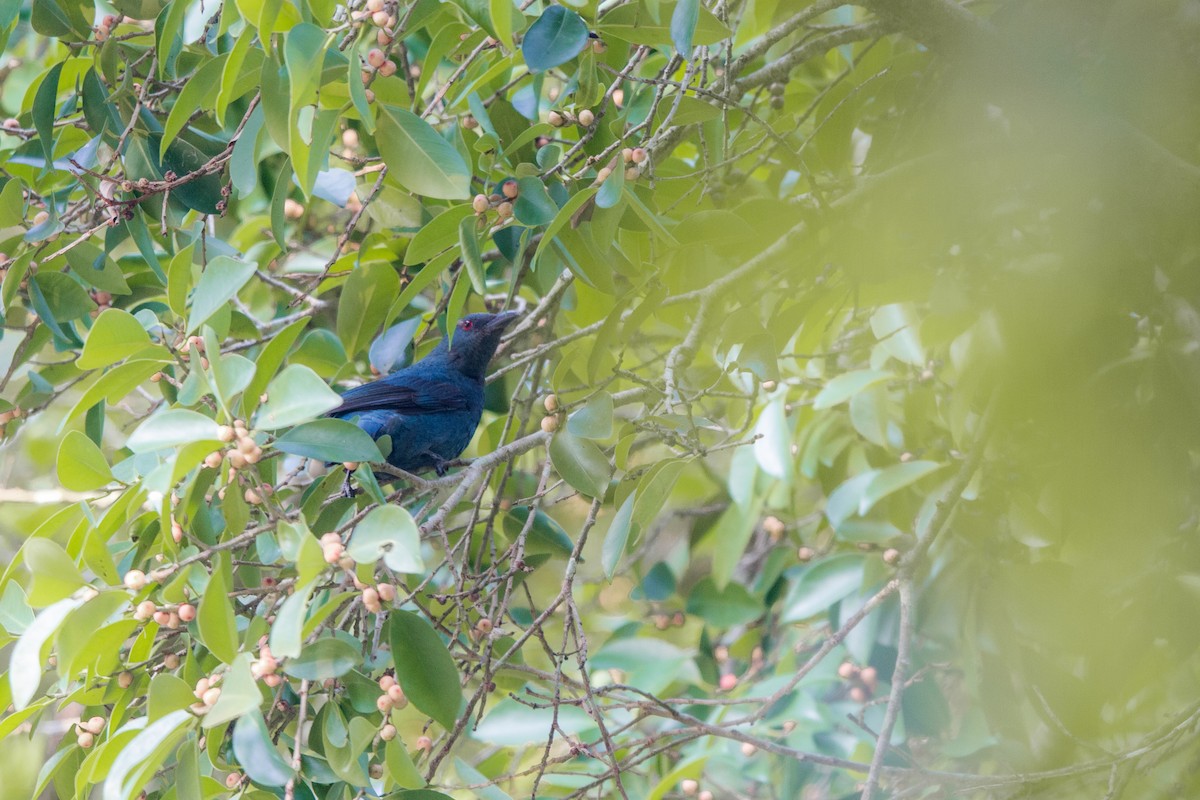 Asian Fairy-bluebird - Pongisara Rollap