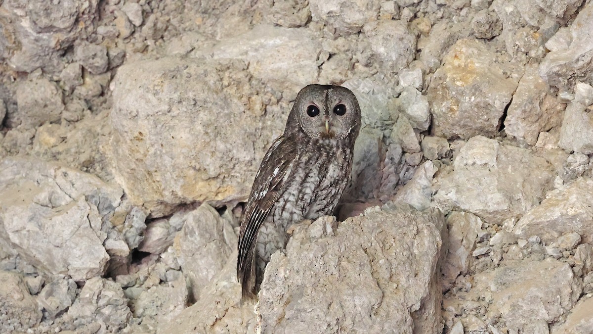 Tawny Owl - ML617410328