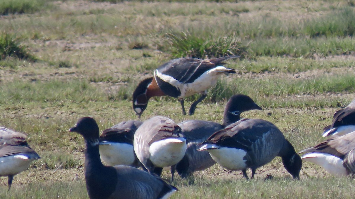 Red-breasted Goose - ML617410421