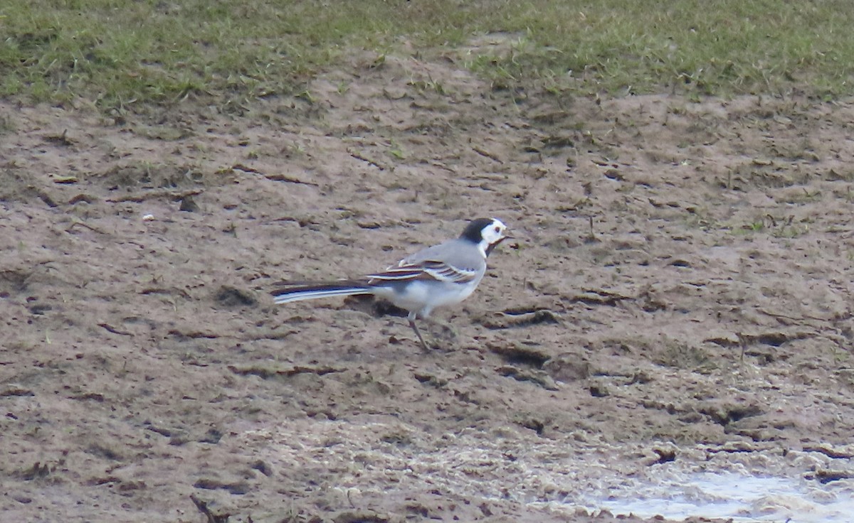White Wagtail (White-faced) - ML617410441