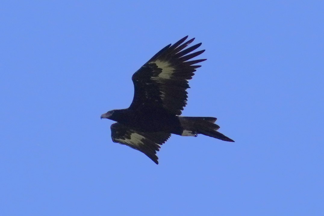 Wedge-tailed Eagle - ML617410573