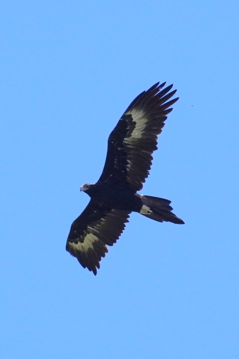 Wedge-tailed Eagle - ML617410574