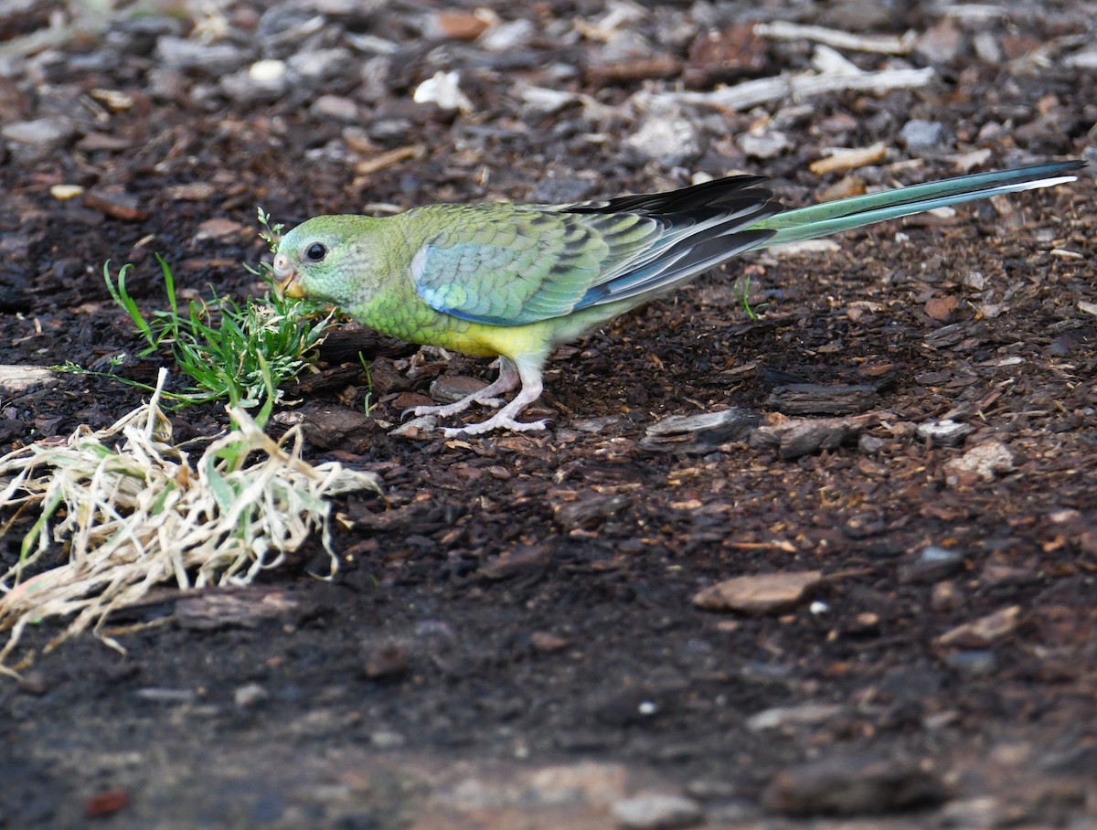 Red-rumped Parrot - ML617410581