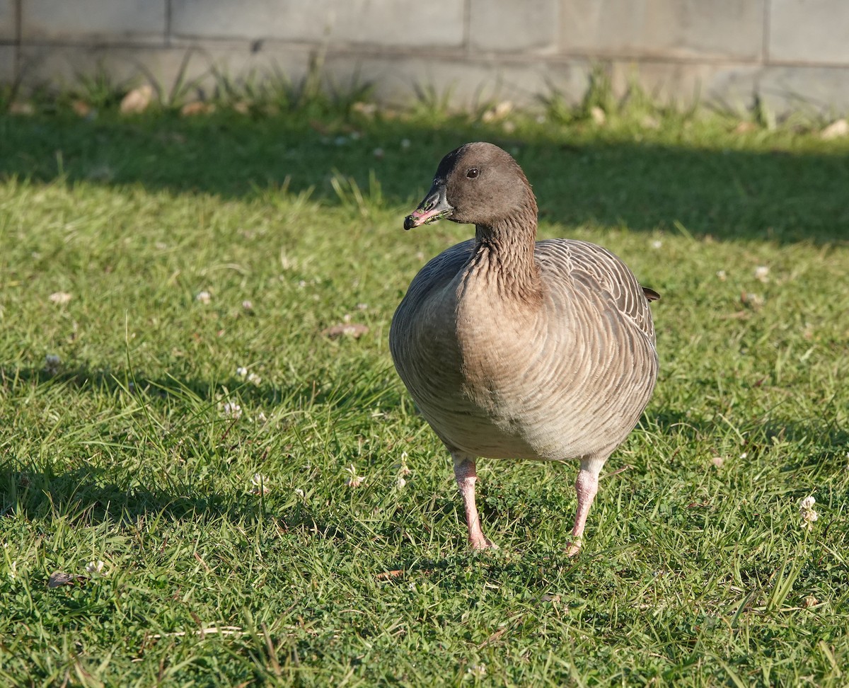 Pink-footed Goose - ML617410584