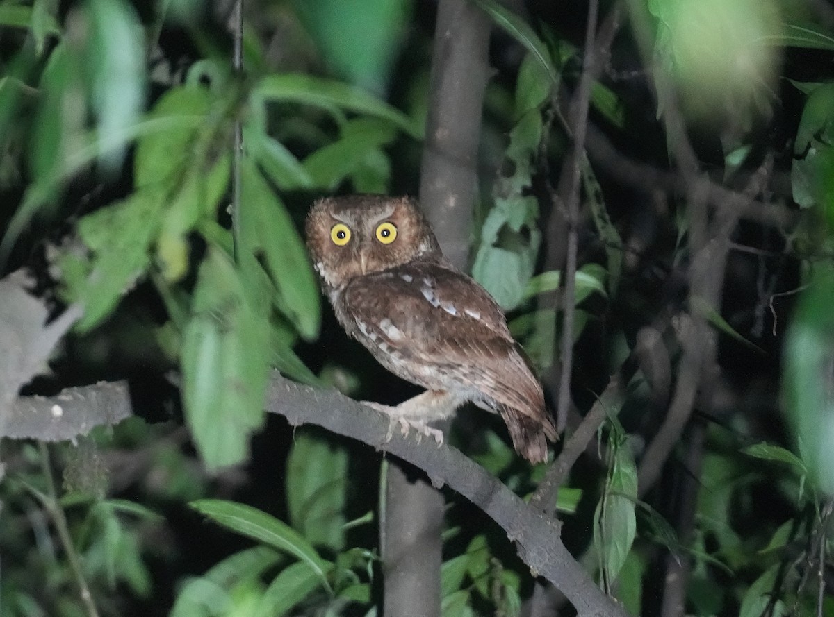Mountain Scops-Owl - Sudip Simha
