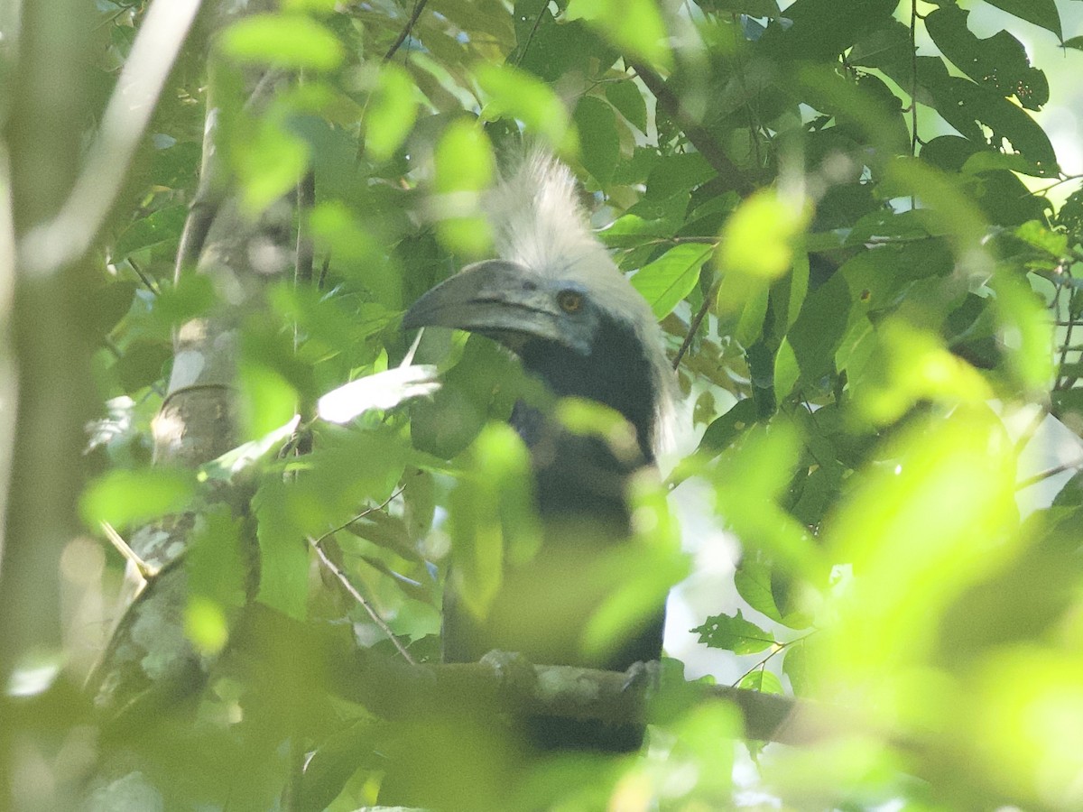 White-crowned Hornbill - ML617410682