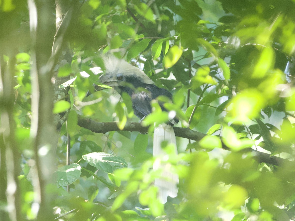 White-crowned Hornbill - Yingyod  Lapwong
