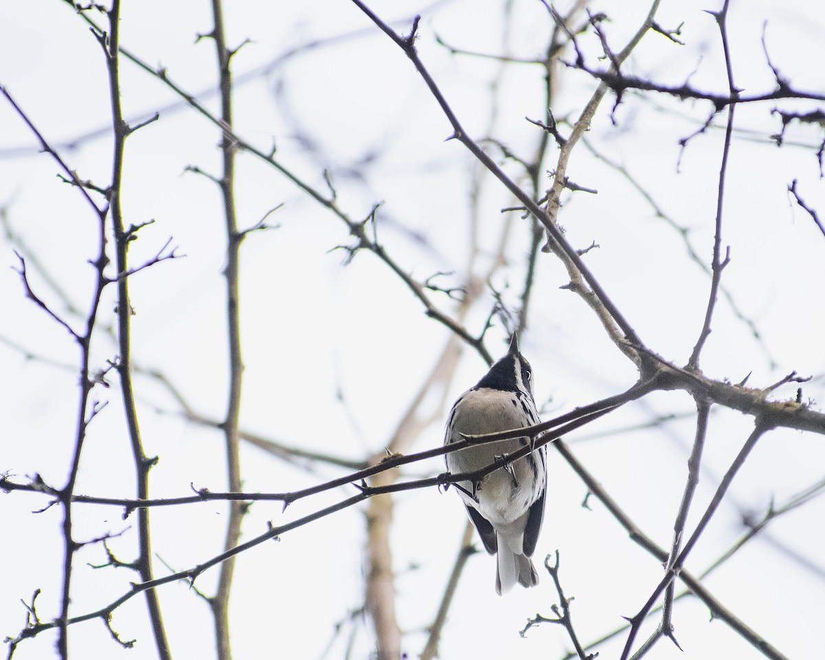 Black-throated Gray Warbler - ML617410837