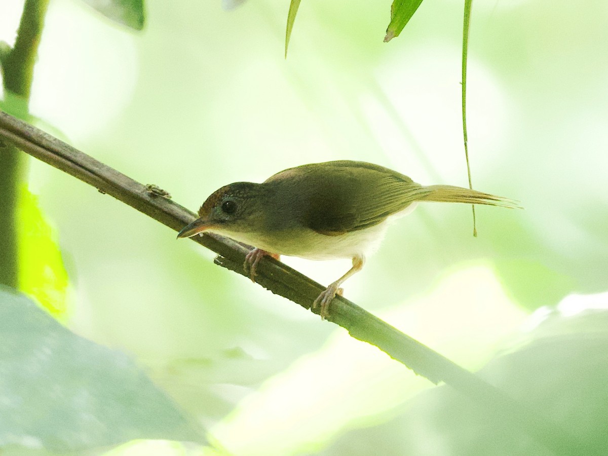 Scaly-crowned Babbler - Yingyod  Lapwong