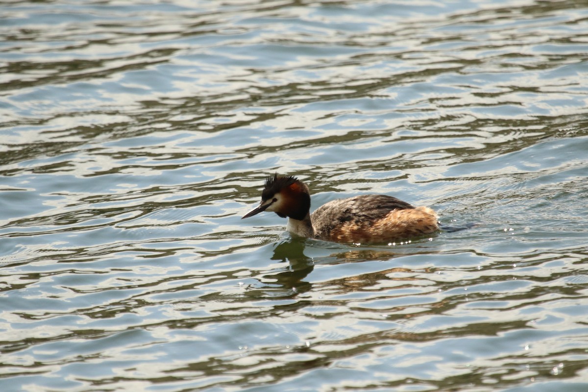 Great Crested Grebe - ML617410883