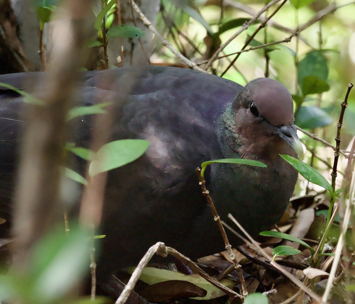 Black Wood-Pigeon - ML617410925